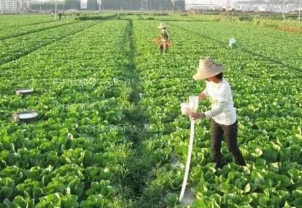 蔬菜作物重茬问题解析 哪些蔬菜不宜连作及应对措施