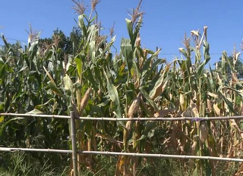 内蒙古自治区农作物合作社优秀企业推荐公示 水果种植篇