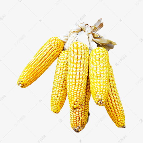 千库网免费下载高质量农作物玉米素材图片