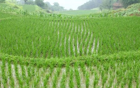 一年四季适宜种植的农作物与蔬菜