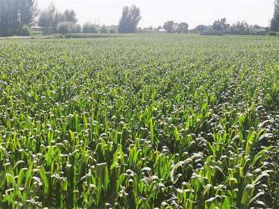 高产高效 相得益彰——合黎镇制种玉米与蔬菜产业协同发展纪实