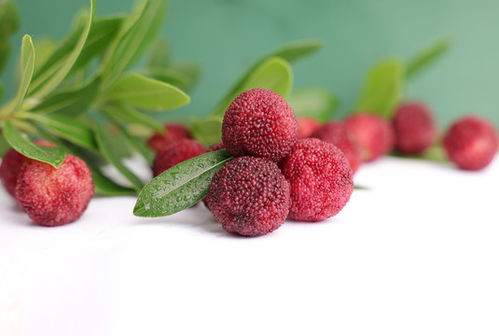 小米图片素材库 探索植物花草分类下的农作物与蔬菜之美