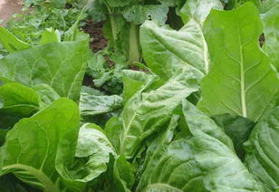 绿意盎然的餐桌 常见蔬菜图鉴与种植欣赏