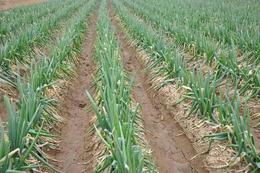 精选优质农作物种苗批发 寻找可靠的蔬菜种子与种苗货源指南