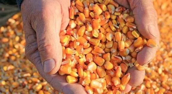 美国农作物亩产水平与水果种植优势解析 科技与管理驱动的现代农业