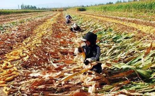河北公示9个2017年农作物秸秆还田利用试点项目县 蔬菜产业迎来绿色转型新契机