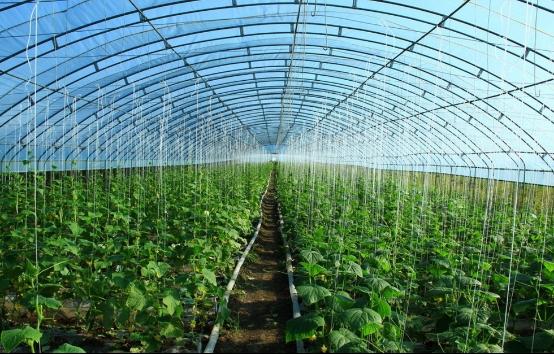 夏季高温来袭，大棚蔬菜如何安全度夏？果农必看防高温指南