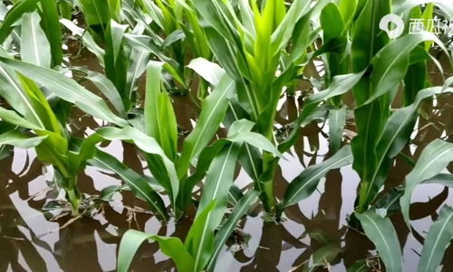 河南强降雨致上千公顷农作物受灾，专家称夏粮总体稳定但蔬菜供应面临挑战