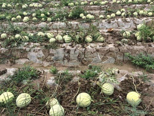 农作物重茬原因及防治措施——水果种植中的关键要点