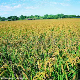 农作物图片在水果种植中的应用与价值