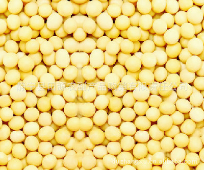 批发精选大豆 无污染、营养丰富的健康选择