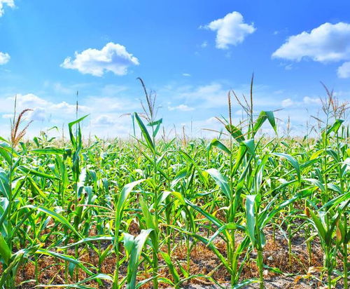 硝烟下的耕耘 俄乌冲突长期化背景下的赫尔松春耕与粮食安全挑战