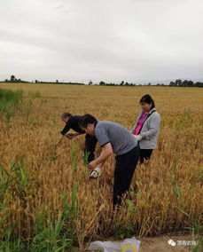 筑牢源头防线，临渭区扎实推进农产品产地土壤环境与水果种植安全监测