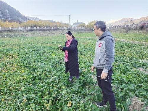 一粒良种 万担好粮 西藏探索农作物高产高质的“密码”