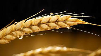 农作物广告素材宝库 海量图片免费下载，助力农业营销